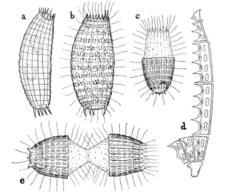 Coleps: predatori corazzati